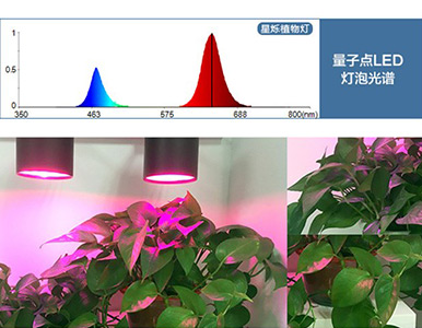 植物照明