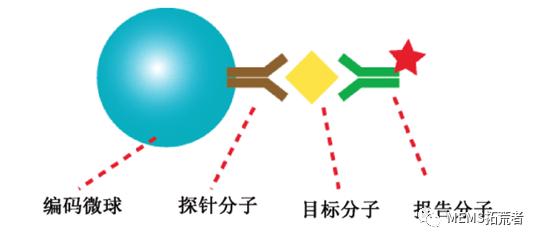 前言技术分享——用于及时诊断的荧光微球-8