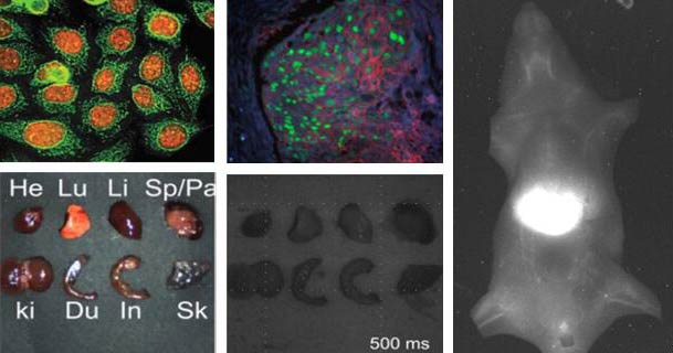 量子点生命科学