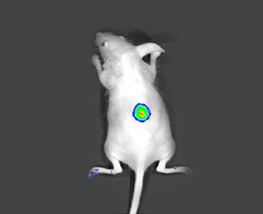 量子点生命科学